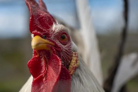 A close up of a Rooster with attitude Stock Photos