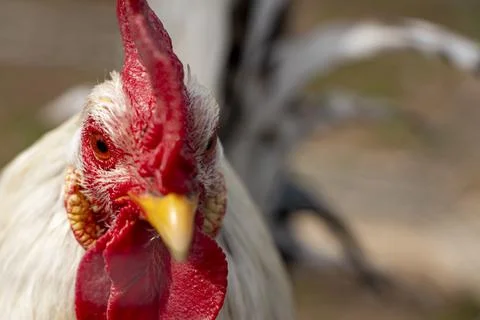 A close up of a Rooster with attitude Stock Photos