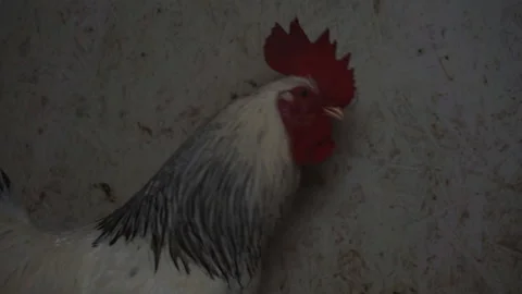 A close-up of a rooster that is in the chicken coop. Stock Footage 125733426
