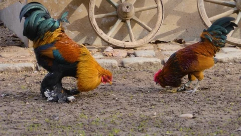 Brahma Rooster Crowing, Isolated Stock Photo - Image of crowing