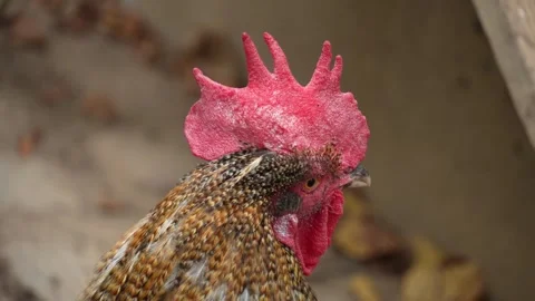Close up of Rooster cock Stock Footage 289671656
