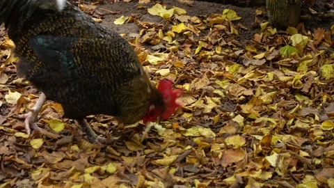 Close up of a rooster eating Stock Footage 289474610
