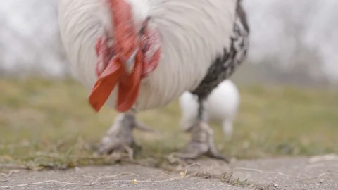 Close Up Rooster Eating In Slow Motion Stock Footage 127036198