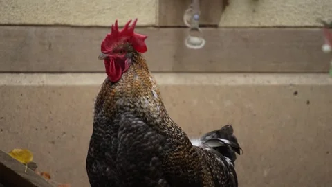 Close up of rooster in fall Stock Footage 289468702