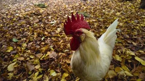 Close up of a Rooster in fall Stock Footage 299652958