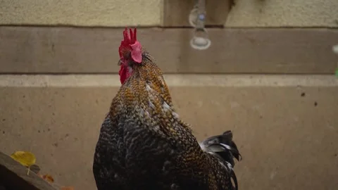 Close up of a Rooster in fall Stock Footage 299655714