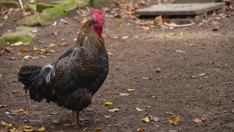 Close up of a Rooster in fall Stock Footage 299655940