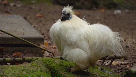 Close up of a Rooster in fall Stock Footage 299656475