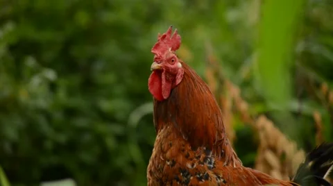Close up of a rooster in the farm Stock Footage 63506445