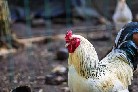 Close-Up of a Rooster in a Farmyard Setting Foto stock
