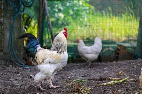 Close-Up of a Rooster in a Farmyard Setting Stock Photos