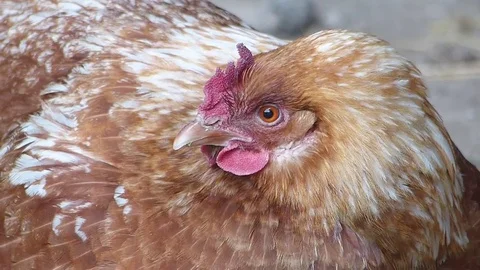 Close-up of rooster Stock Footage 75267517