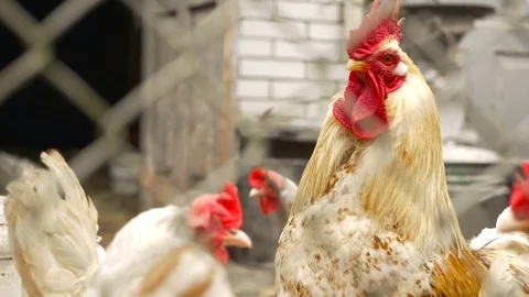 Close-up of rooster Stock Footage 80278820