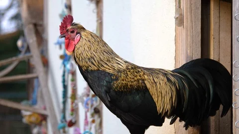 Close up of rooster Stock Footage 122179401