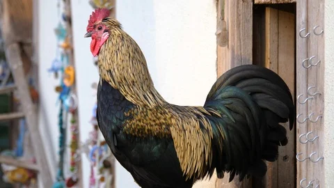 Close up of rooster Stock Footage 122179503