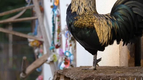 Close up of rooster Stock Footage 122179652