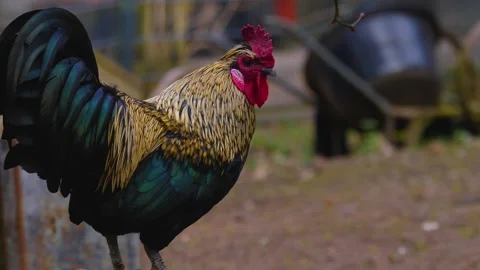 Close up of rooster Stock Footage 144972278