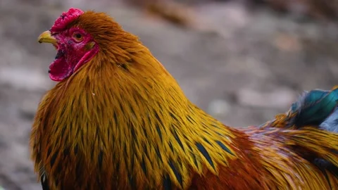 Close up of rooster Stock Footage 146077327