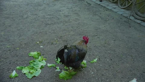 Close up of a rooster Stock Footage 242756358