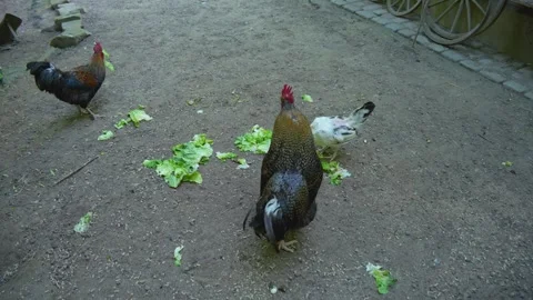 Close up of  rooster  Stock Footage 242763203