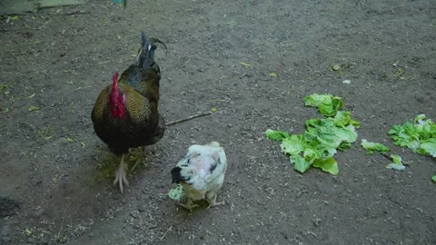 Close up of a rooster  Stock Footage 242845903