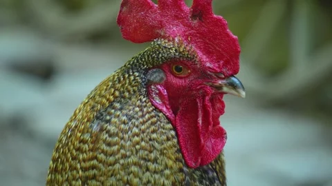 Close up of a rooster  Stock Footage 242845944