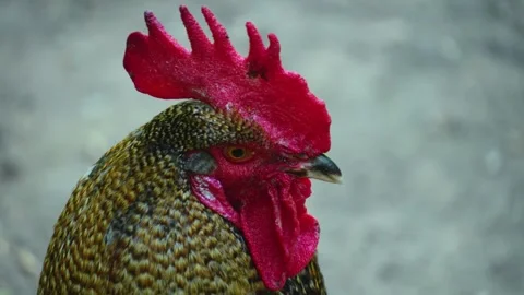 Close up of a rooster  Stock Footage 242845982