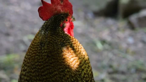 Close up of rooster  Stock Footage 243238436