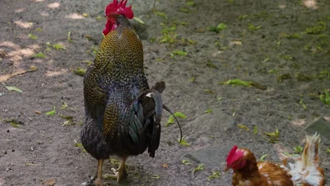 Close up Rooster Stock Footage 249744867