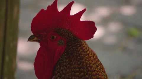 Close up Rooster Stock Footage 249745687