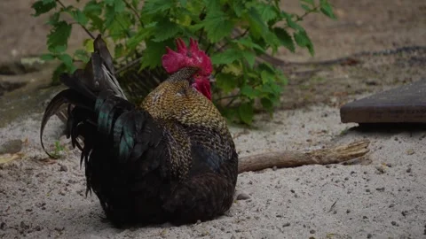 Close up of rooster Stock-Footage 277220538