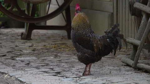 Close up of rooster Stock Footage 277221552