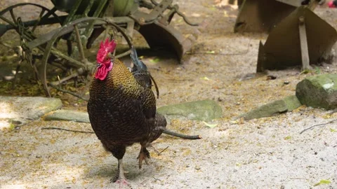 Close up of rooster  Stock Footage 277531051