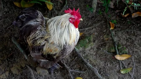 Close up of a rooster on the ground Stock-Footage 248059351