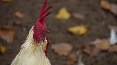 Close up of a Rooster  head in fall Stock Footage 299655757