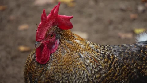 Close up of a Rooster head in fall Stock Footage 299656614