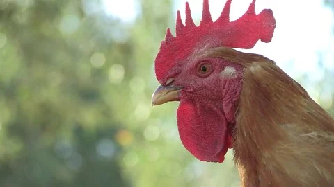 Close up Rooster Head Stock Footage 72977533