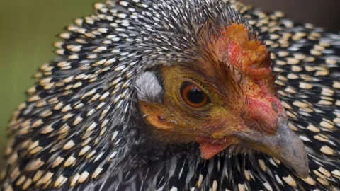 Close up of Rooster head Stock Footage 225385499