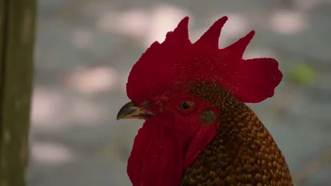 Close up of a rooster head Stock Footage 249733699