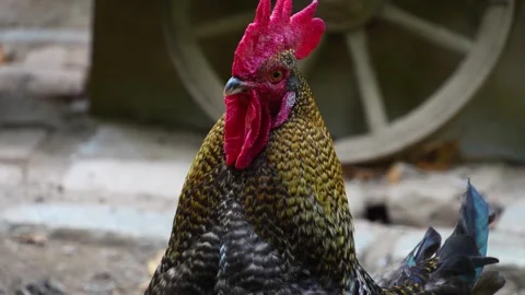Close up of a rooster head Stock Footage 259970975