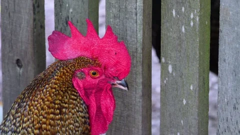 Close up of a rooster head  Stock-Footage 260382622