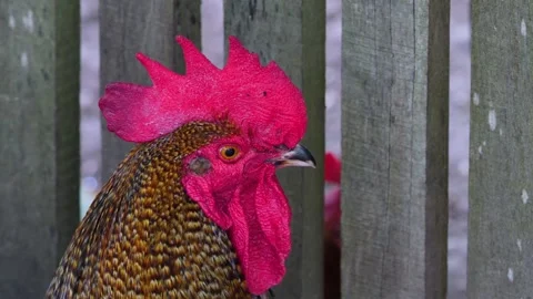 Close up of a rooster head Stock Footage 260394826