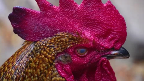 Close up of rooster head Stock Footage 277531369