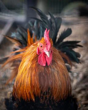 Close-up of a rooster head with red comb and wattles. Stock Photos