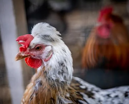Close-up of a rooster head with red comb and wattles. Stockfoto's