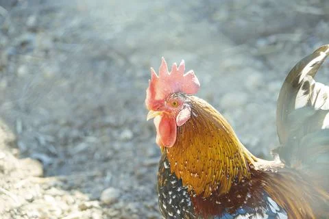 Close-up of a rooster inside a pen. Stock Photos