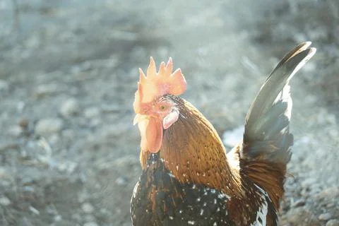 Close-up of a rooster inside a pen. Stock Photos