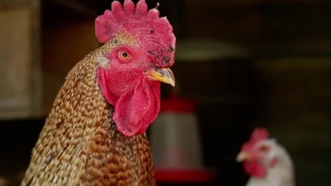 Close-up of a rooster looking around in a coop Video stock 337032655