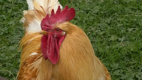 Close up: Rooster looking around then turning around showing his tail feathers Stock Footage 89169304
