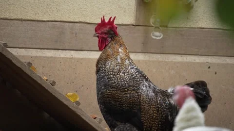 Close up of a rooster moving around Stock Footage 289473292